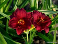 Cranberry Baby Daylily (Hemerocallis) - Dwarf, Re-Blooming, Pollinator-Friendly