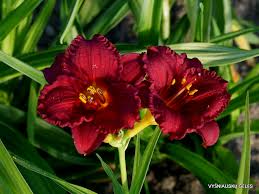 Cranberry Baby Daylily (Hemerocallis) - Dwarf, Re-Blooming, Pollinator-Friendly