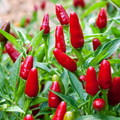 Hatch Giuzeppi Hot Pepper Seeds (250 mg) - Capsicum annuum Heirloom for Planting