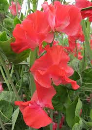 John Markham Sweet Pea Seeds - Deep Crimson, Climbing Vine for Trellises & Bouquets