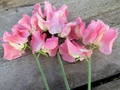 Alan Titchmarsh Sweet Pea Seeds – 50 Lavender-Blue Fragrant Vines for Trellises