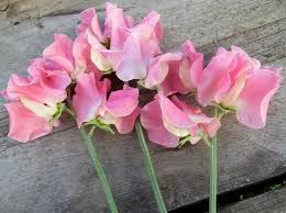 Alan Titchmarsh Sweet Pea Seeds – 50 Lavender-Blue Fragrant Vines for Trellises