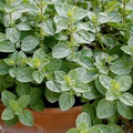 Italian Oregano Seeds – Heirloom Perennial, 100mg for Planting