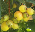 Golden Rose Apple Tree Seedling (Syzygium jambos) - 4”+ Tall Starter Plant