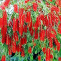 Weeping Bottlebrush Tree Seeds Callistemon viminalis - Scarlet Blooms, Zones 9-11