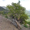 Bristlecone Pine Seeds (Pinus aristata) – 10 Seeds, USDA 4-7, Rocky Mountain Native