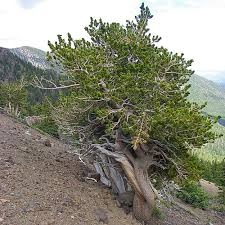 Bristlecone Pine Seeds (Pinus aristata) – 10 Seeds, USDA 4-7, Rocky Mountain Native