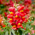 Antirrhinum majus La Bella Red Snapdragon Seeds - 1000+ Seeds for Garden & Cut Flowers