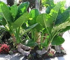 Borneo Giant Elephant Ear Seedlings (Alocasia macrorrhiza) - 3-6" Starter Plants