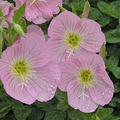 Evening Primrose Seeds (Oenothera biennis) – 100mg (~200 Seeds) – Native Yellow Biennial