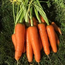 Scarlet Nantes Carrot Seeds (600) - Heirloom Daucus carota for Sweet, Crisp Roots