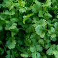 Parsley Dark Green Italian Giant Seeds – 1g Heirloom, Fragrant, High-Yield Culinary Herb