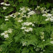 Anise Herb Seeds – 250mg for Planting, Pimpinella anisum, Annual Culinary Herb