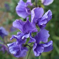 Blue Danube Sweet Pea Seeds - 50+ Fragrant Blue-Violet Seeds for Climbing Vines