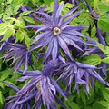 Blue Downy Clematis Seeds (Clematis macropetala) - Hardy Climbing Vine, 20 Seeds