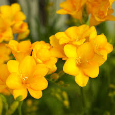 Single Yellow Freesia Bulbs - Fragrant Starter Plant, 12-16" Tall, Deer Resistant, Zones 9-10