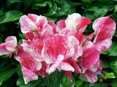 America Sweet Pea Seeds - Red & White Striped Fragrant Blooms, 50+ Seeds