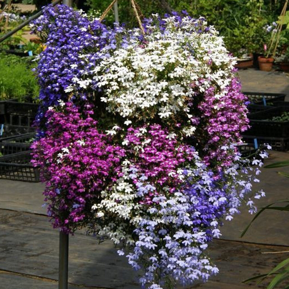 600 Purple Trailing Lobelia Seeds - Ground Cover, Hanging Basket, Annual Flower