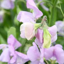 Elegance Lavender Sweet Pea Seeds – 50+ Early-Blooming Climbing Vine