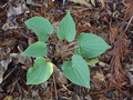 5 Bare Root Wild Yam Plants (Dioscorea villosa) - Perennial Vine, Organic