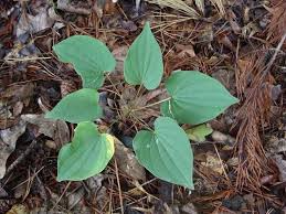 5 Bare Root Wild Yam Plants (Dioscorea villosa) - Perennial Vine, Organic