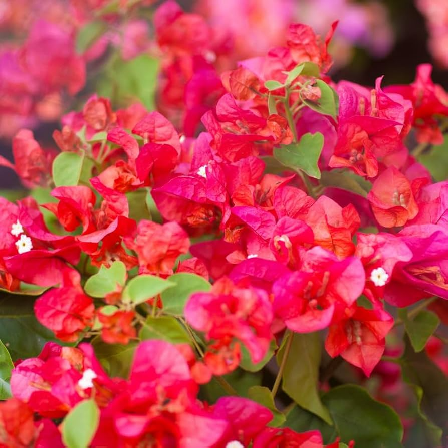 Bougainvillea Afterglow Cuttings (12) | Organic Pink-Orange, Drought-Resistant, Rooted Guaranteed