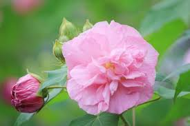 Hibiscus mutabilis Confederate Cotton Rose - 4 Unrooted Cuttings (Color-Changing Blooms)