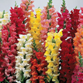 Climbing Mix Snapdragon Seeds (Antirrhinum majus) — 1000+ Seeds for Trellises & Vertical Gardens