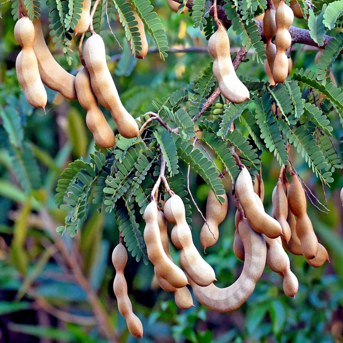 Tamarind Tree Seeds (Tamarindus indica) – Tropical Fruit Tree, Bonsai Potential