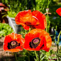 Prince of Orange Oriental Poppy Seeds (Papaver orientale) - 500 Non-GMO Seeds
