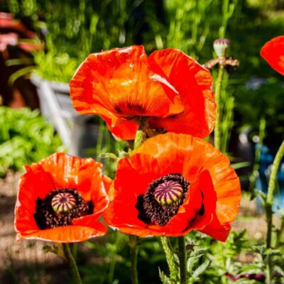 Prince of Orange Oriental Poppy Seeds (Papaver orientale) - 500 Non-GMO Seeds