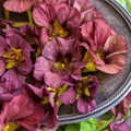 Tropaeolum majus Purple Emperor Nasturtium Seeds – 50+ Deep Burgundy Blooms