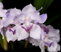 Acacallis Cyanea Orchid Seedling - Fragrant Lavender Orchid in Pot