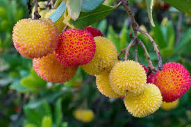 10 Strawberry Tree Seeds (Arbutus unedo) – Edible Red Berries, Four-Season Evergreen, Zones 8-11