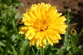 Calendula Pacific Beauty Yellow Dark Seeds – ~100 Seeds, Easy Annual