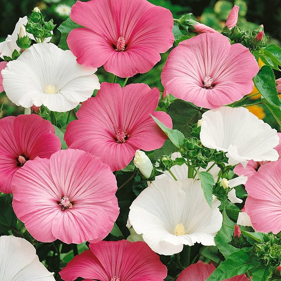Dwarf Rose Mallow Mix Seeds - Hibiscus moscheutos | Compact Perennial
