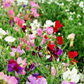 Knee-High Mix Sweet Pea Seeds | Compact Fragrant Blooms, 50+ Seeds
