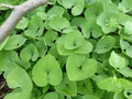 Wild Ginger (Asarum canadense) Seeds - 100 mg for Native Ground Cover