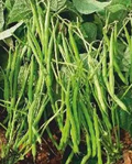 Petite Filet French Bean Seeds - 5g, Heirloom, Non-GMO, Tender & Crisp Beans