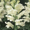 Antirrhinum majus Liberty White Snapdragon Seeds – 1000+ Pure White Flowers