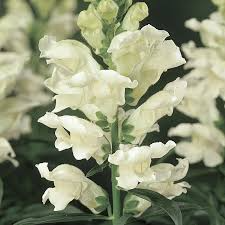 Antirrhinum majus Liberty White Snapdragon Seeds – 1000+ Pure White Flowers