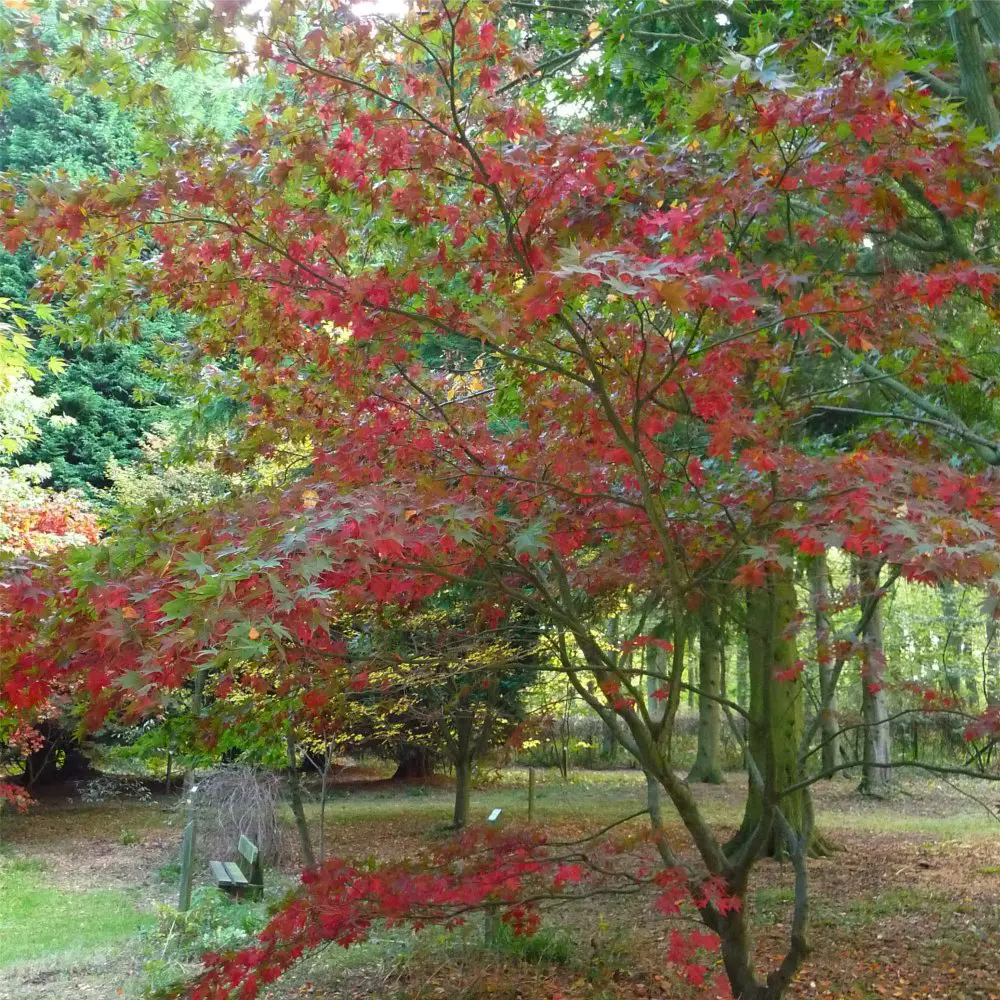 Acer grosseri var. hersii Seeds – Rare Snakebark Maple Tree (Seeds) for Bonsai or Landscape