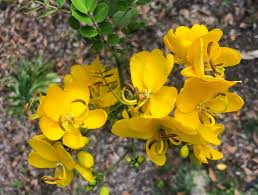 Christmas Senna (Cassia bicapsularis) Rooted Plant – Winter Bloom, Cream Flowers, Butterfly Host, 10-20"
