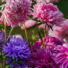 Aster Peony Duchess Mix Seeds - 200 Assorted Colors, Aster x hybrida