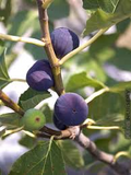 Texas Blue Giant Fig Seeds - 100+ Rare Figs from USA Grown - Heat-Tolerant
