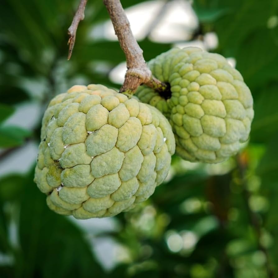 5 Organic Sugar Apple Seeds (Annona squamosa) | Sweetsop Seeds, Zones 9-11