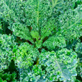 350 Dwarf Blue Curled Scotch Kale Seeds – Brassica oleracea, Organic, Non-GMO