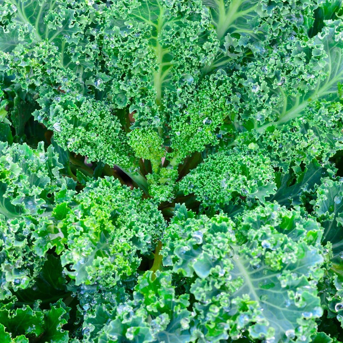 350 Dwarf Blue Curled Scotch Kale Seeds – Brassica oleracea, Organic, Non-GMO