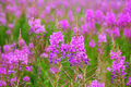 Fireweed Seeds – Chamaenerion angustifolium (30mg) – Pink Wildflower for Pollinators, Hardy Perennial