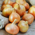 Burrell's Yellow Valencia Onion Seeds – 250mg, Heirloom Long-Day Allium cepa